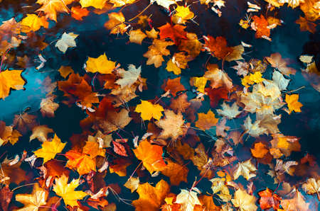 Beautiful background of colorful autumn maple leaves in the water, autumn atmosphere image. Fall season concept.の写真素材