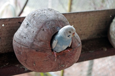 Blue budgie in its nest