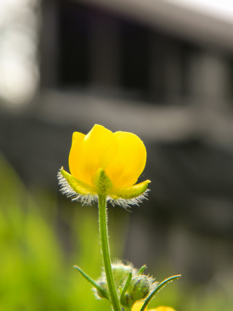 Lonely yellow flower on a background of constructionの写真素材