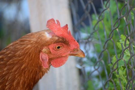Close-up of a brown and white hen eating grass.の写真素材
