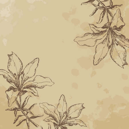Tiger Lily. sketch. vintage. frameのイラスト素材