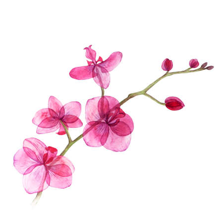 Background texture of watercolor. Postcard pink orchid. Picture used as a template. The picture can be used in your wedding business.の写真素材