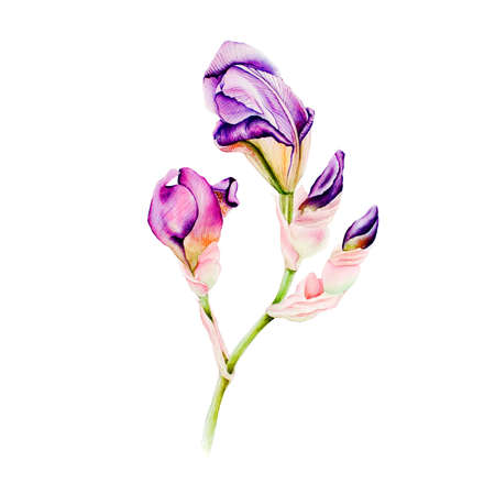 iris watercolorのeditorial素材