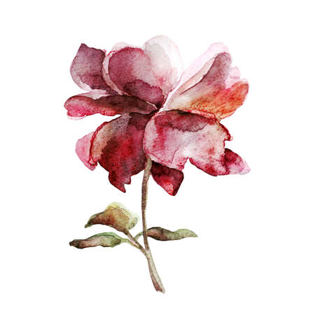 Watercolor flower. Illustration can be used as a print on fabric, printed on postcards, for your floral businessのeditorial素材