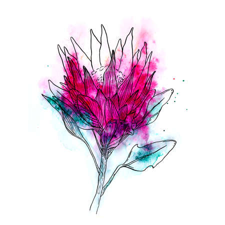 Protea (watercolor art)のeditorial素材