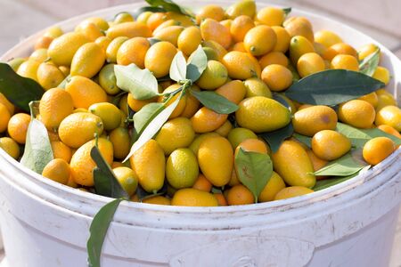 Fresh ripe orange cumquat (kinkan) citrus fruits in a plastic bowl in a sunny day.の写真素材