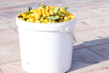 Fresh ripe orange cumquat (kinkan) citrus fruits in a plastic bowl in a sunny day.の写真素材