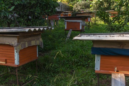 Bee hives