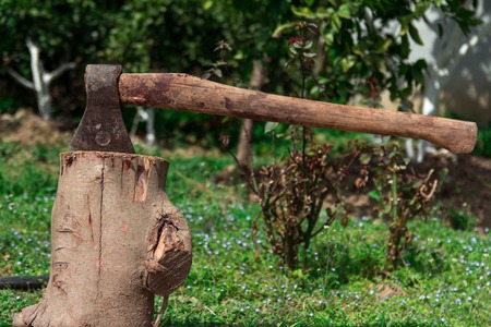 Axe in stump. Axe ready for cutting timber.Woodworking tool. Lumberjack axe in wood, chopping timber. Travel, adventure, camping gear, outdoors itemsの写真素材