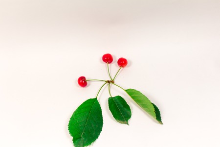 Sweet ripe cherry with leaf