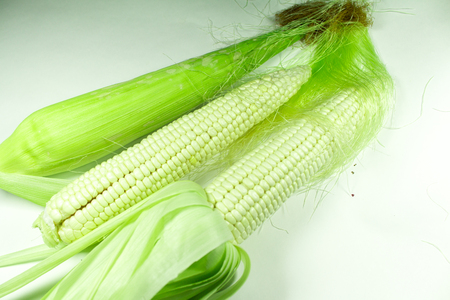 Corn on white backgroundの写真素材