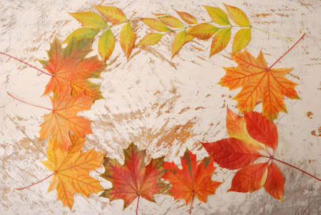 Autumn leaves frameの写真素材