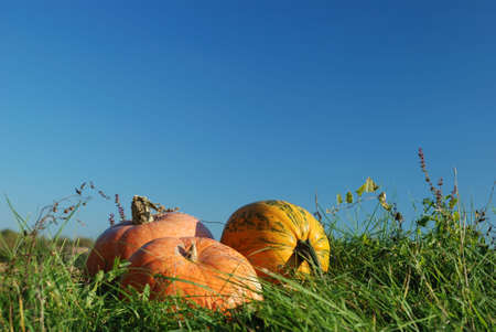 Pumpkins in grass against blue skyの写真素材