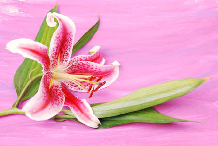 Stargazer Lilly on green watercolor backgroundの写真素材