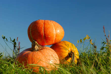 Pumpkins in grass against blue skyの写真素材