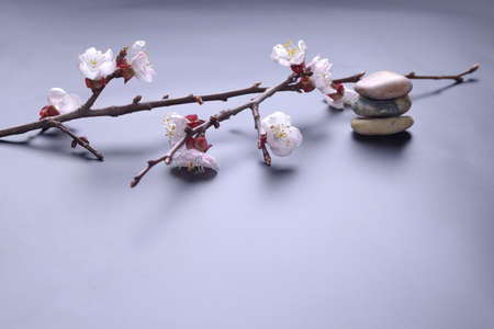 Blossom and stones. Asian style backgroundの写真素材