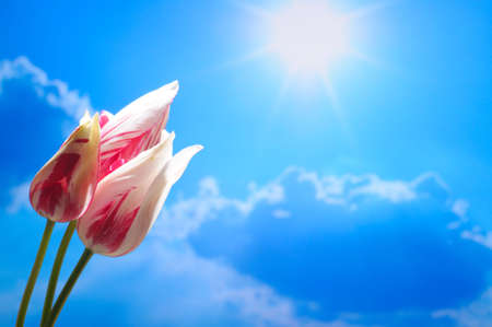 Pink tulips on a sky-blue backgroundの写真素材