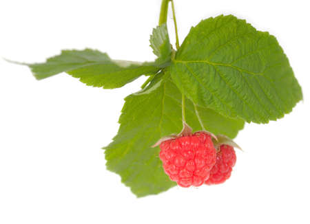 raspberries on white