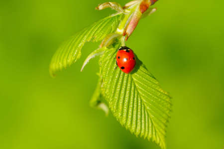 ladybug on fresh spring leafの写真素材