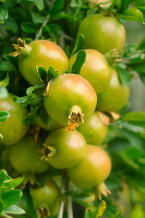 Branch with pomegranateの写真素材