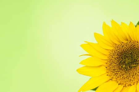 Sunflower backgroundの写真素材