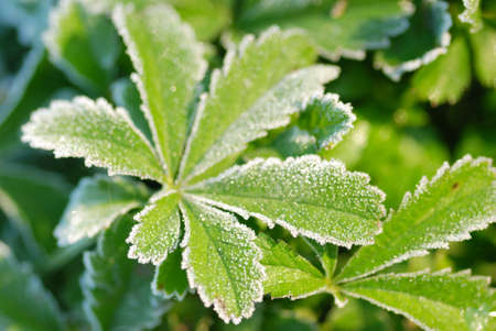 Green leaves with hoarfrost. Shallow DOFの写真素材