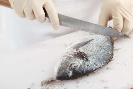 Cook cleaning gilt-head bream