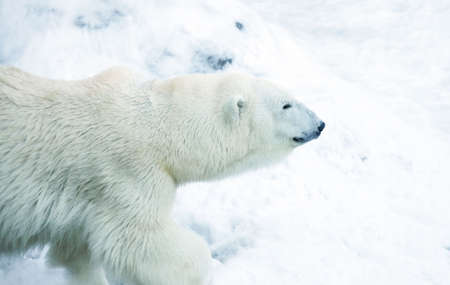 Polar bear in snowの写真素材