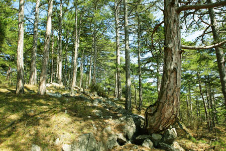 Pine tree forest background