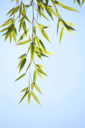 Bamboo branch. Shallow DOFの写真素材