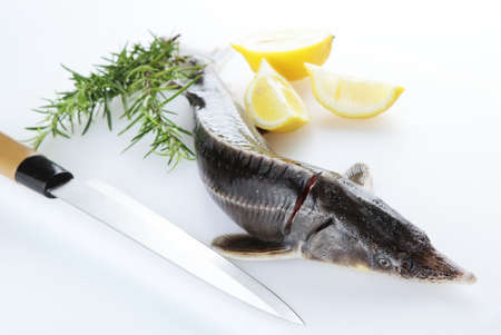 Raw sterlet with lemon and rosemaryの写真素材