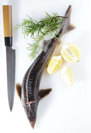 Raw sterlet with lemon and rosemaryの写真素材