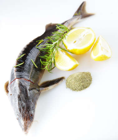 Raw sterlet with lemon and rosemaryの写真素材