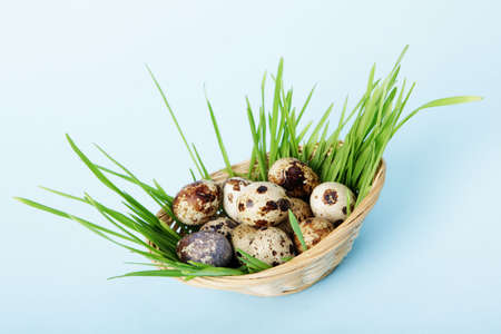 Quail eggs in the basket against cyan backgroundの写真素材