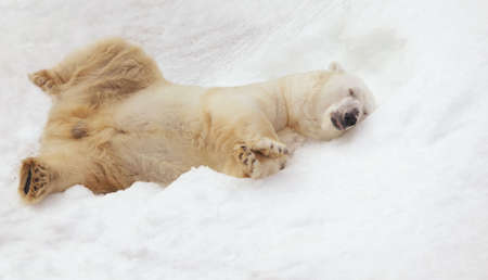 Polar bear on the snowの写真素材