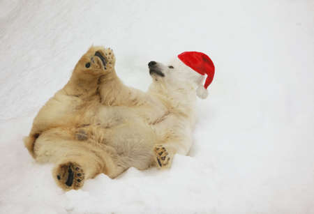 Polar bear on the snowの写真素材