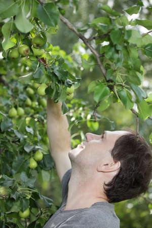 Worker picking a green appleの写真素材