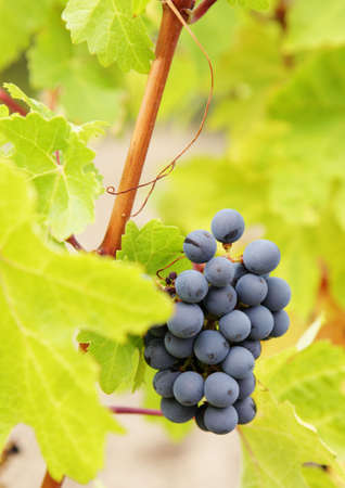 Grape vines