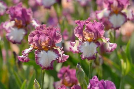 Flower of bearded iris closeup