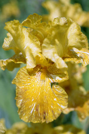 Flower of bearded iris closeup