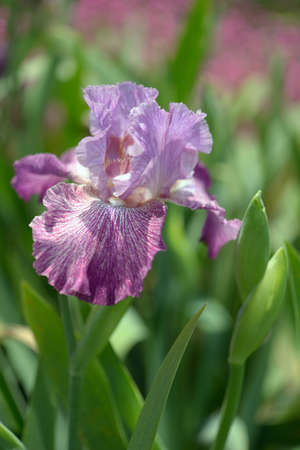 Flower of bearded iris closeup