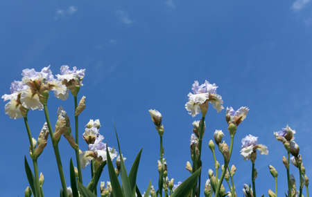 Flowers of bearded iris against blue sky
