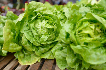 New lettuce on a farmer's market