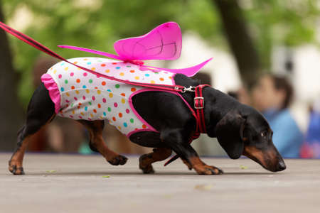 St. Petersburg, Russia - May 28, 2016: Dog in costume of butterfly during Dachshund parade. The traditional festival is timed to the City dayのeditorial素材