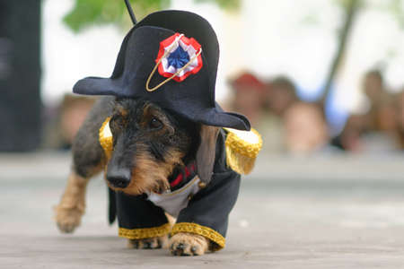 St. Petersburg, Russia - May 28, 2016: Dog in costume of Napoleon during Dachshund parade. The traditional festival is timed to the City dayのeditorial素材