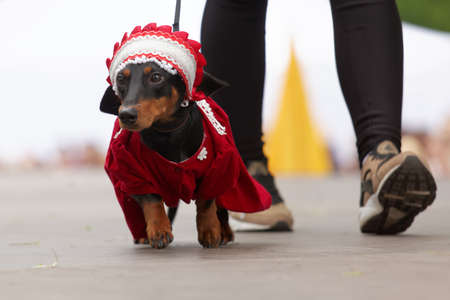 St. Petersburg, Russia - May 28, 2016: Dog in costume during Dachshund parade. The traditional festival is timed to the City dayのeditorial素材