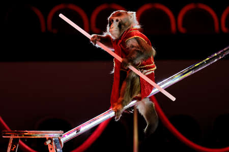 St. Petersburg, Russia - June 2, 2016: Trained monkey in the dress rehearsal of the Show of Water, Fire, And Light in the Ciniselli circus. This new show of Anatoly Sokol first time arrived in St. Petersburgのeditorial素材