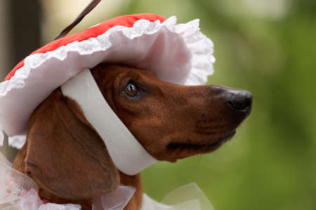 St. Petersburg, Russia - May 28, 2016: Dog in the agaric-shaped hat during Dachshund parade. The traditional festival is timed to the City dayのeditorial素材