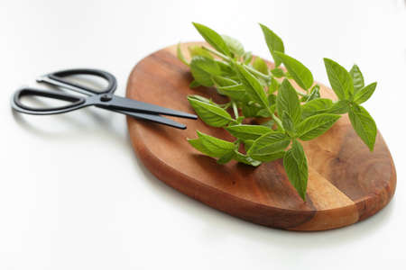 Fresh basil on a cutting boardの写真素材