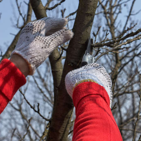 Man pruning tree in a garden using garden scissors